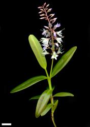 Veronica perbella. Sprig. Scale = 10 mm.
 Image: M.J. Bayly & A.V. Kellow © Te Papa CC-BY-NC 3.0 NZ